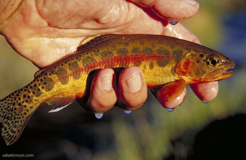 The Golden Ghost: California's Strangest Trout