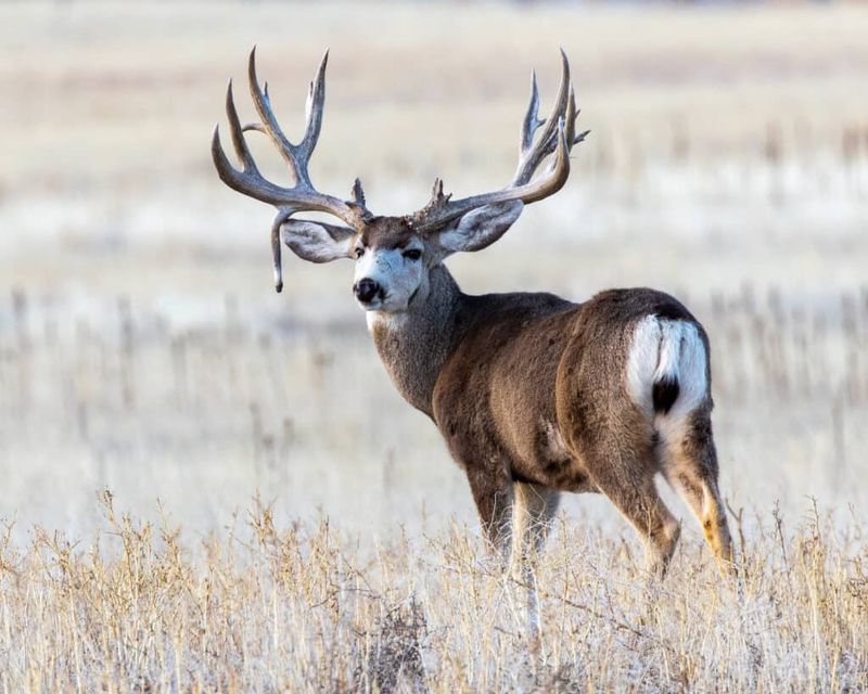 South Dakota's Black Hills