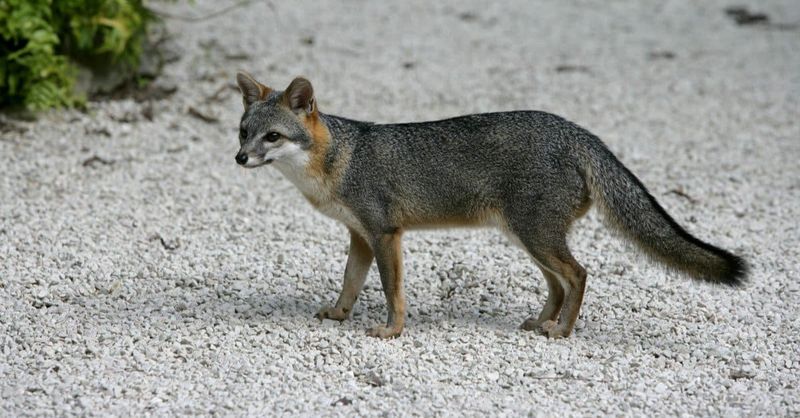Arizona's Desert Fox Territory