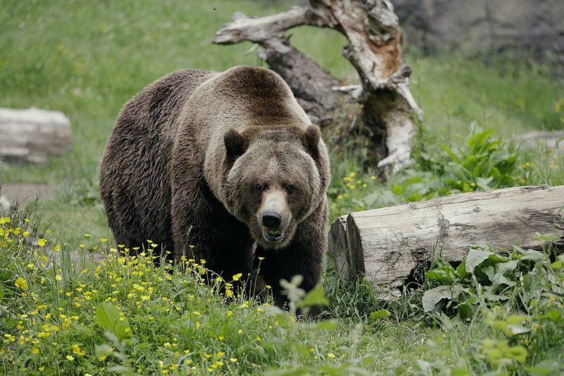 Washington: Cascade Mountain Bears