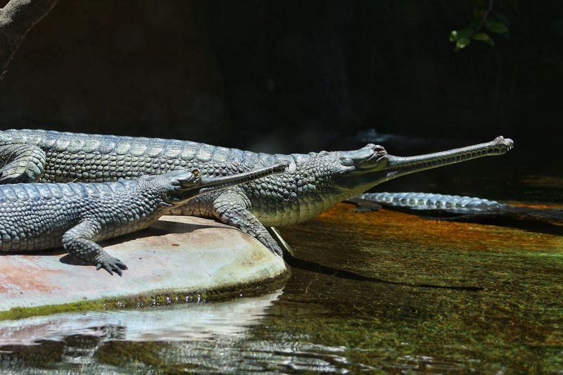 Gharial