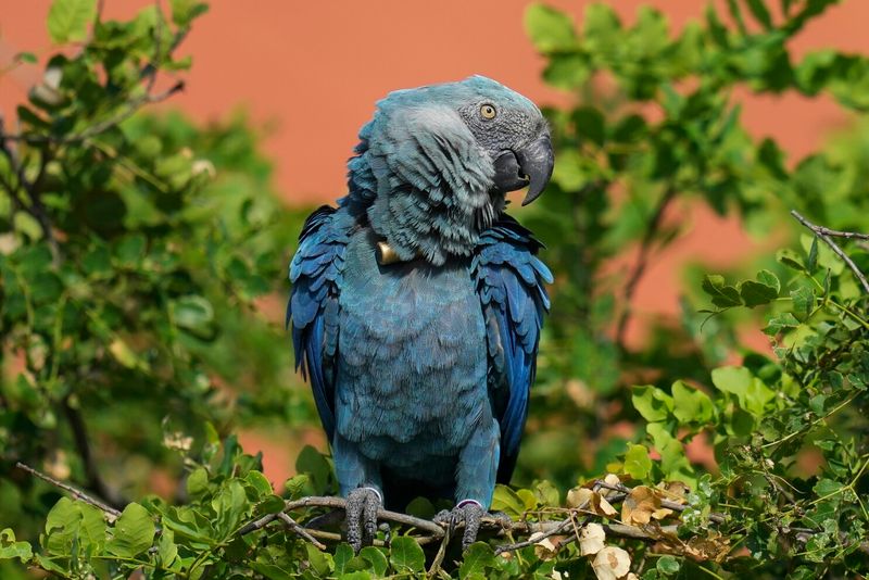 Spix's Macaw: The Ghost Of Brazilian Forests