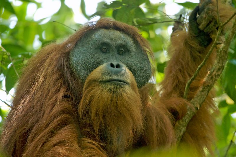 Tapanuli Orangutan: The Third Orangutan