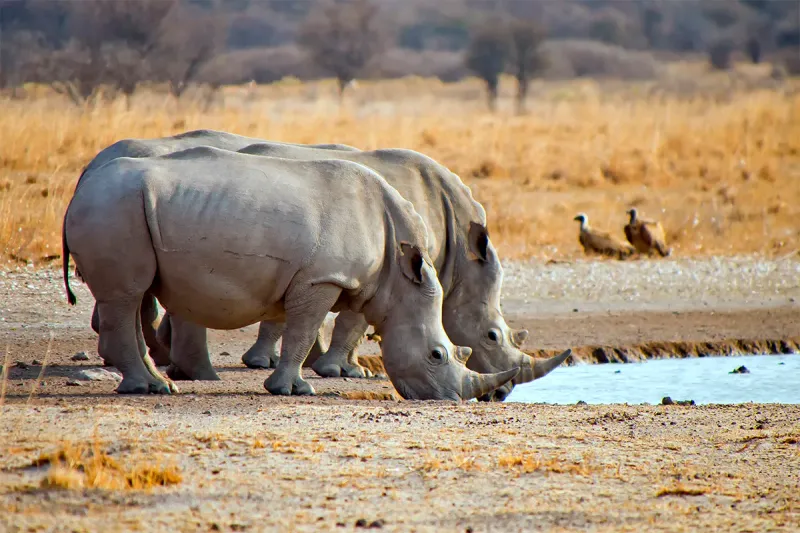 Southern White Rhinoceros: Conservation Success Story