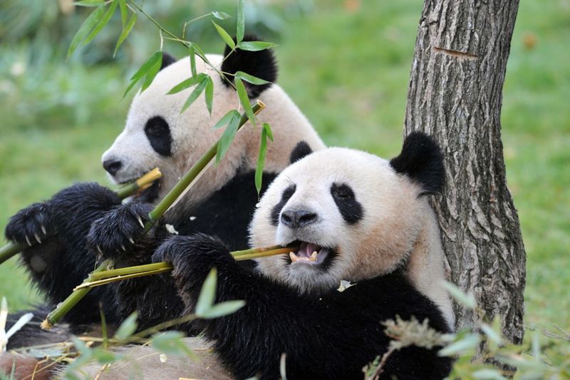Giant Panda's Bamboo-Fueled Comeback