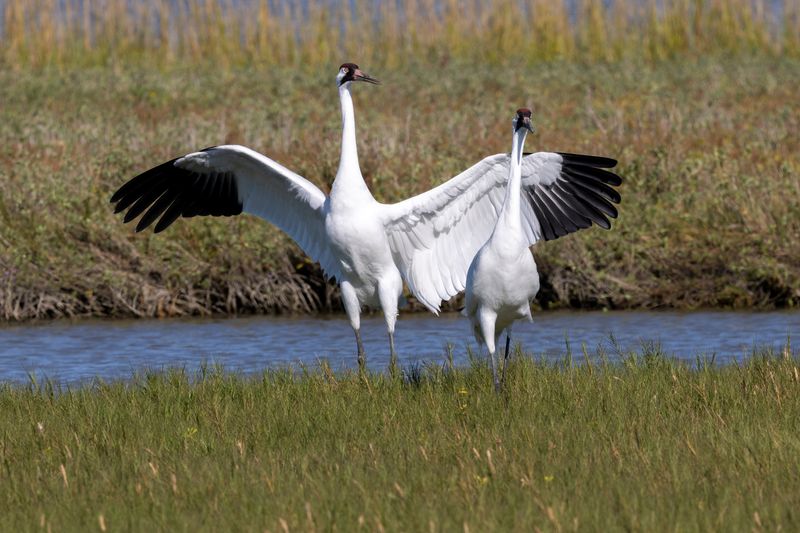 Whooping Crane - The Endangered Giant