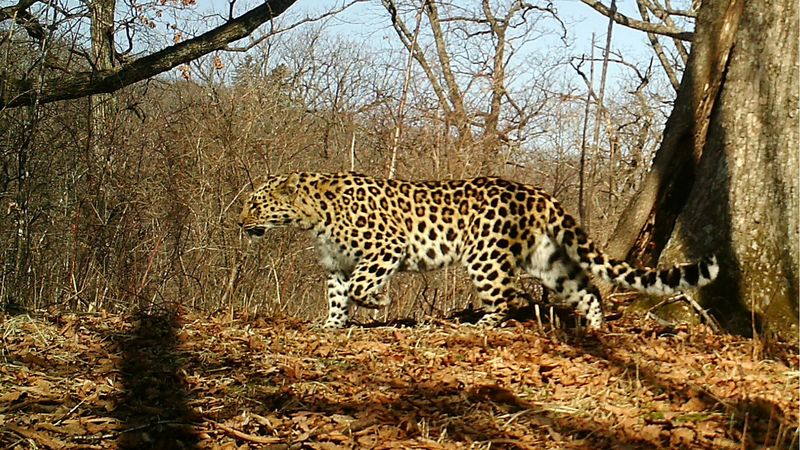 Amur Leopards Double Their Numbers