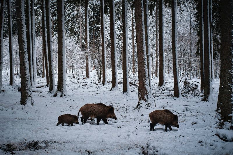 Maine: Hog-Free Forests