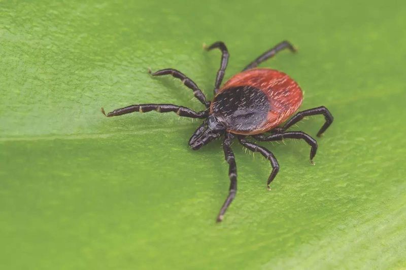 Ticks: Tiny Disease Carriers