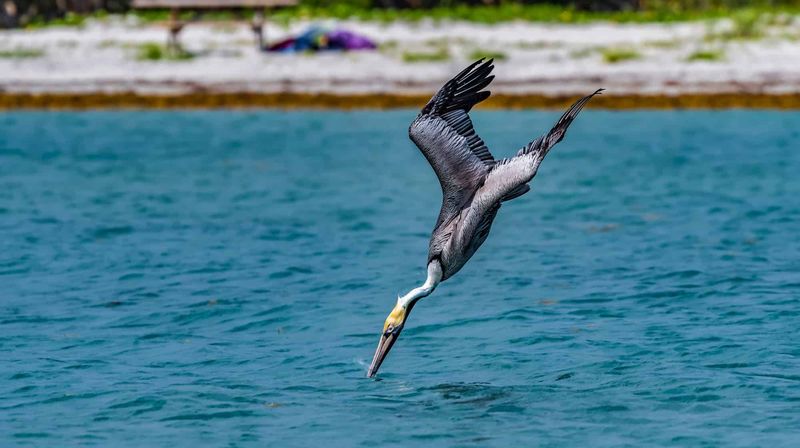 Brown Pelican: Aerial Dive-Bomber
