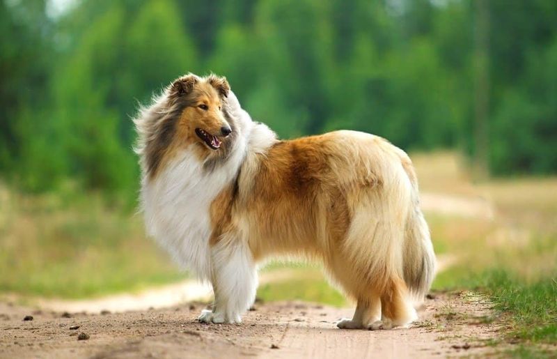 Gentle Guardians: Collies