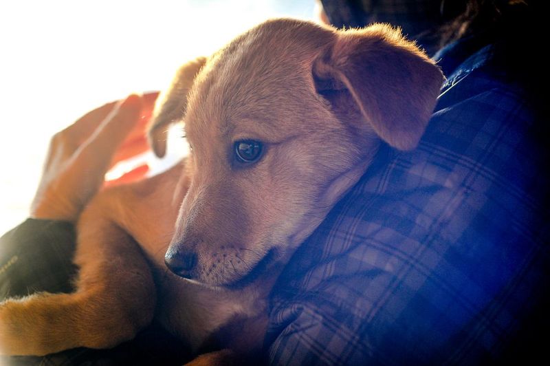 Seeking Comfort When Scared