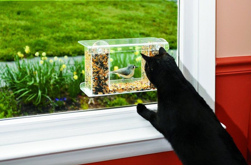 Bird Feeder Outside Window