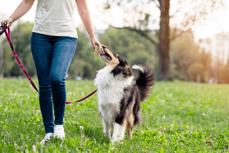Professional Dog Walkers