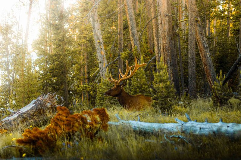 Centuries Of Indigenous Stewardship