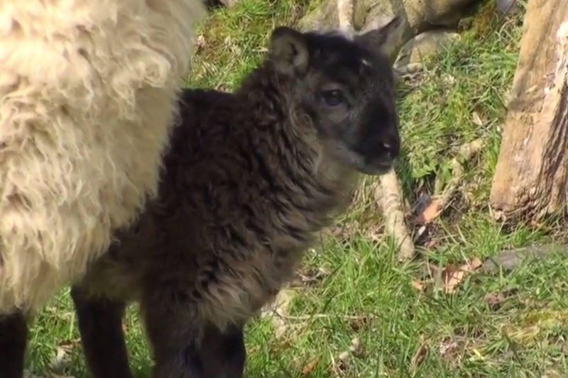 Geep (Goat + Sheep)