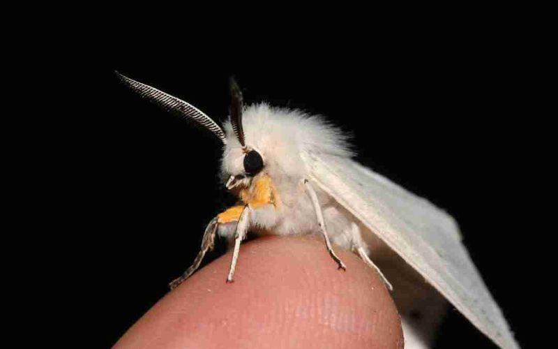 Poodle Moth