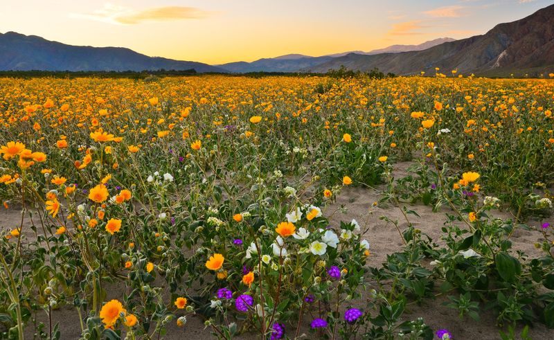 Desert Wildflowers