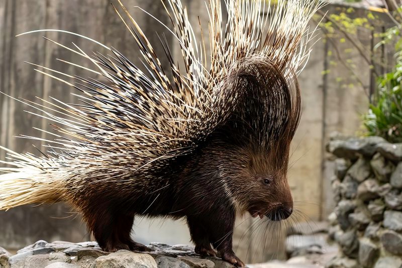 Porcupines Can't Shoot Their Quills