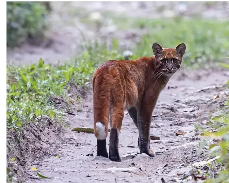 Why This Sighting Matters For Conservation Efforts