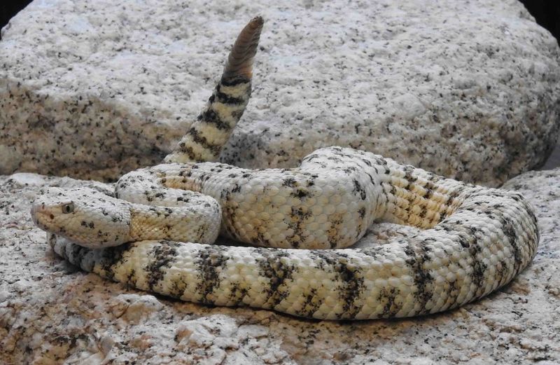 Alabaster Venomous Surprise