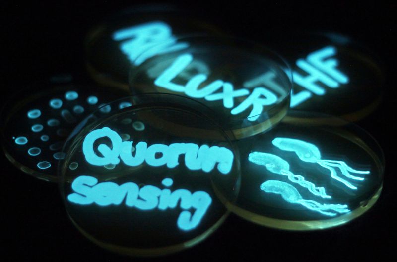 Bacteria Make Group Decisions