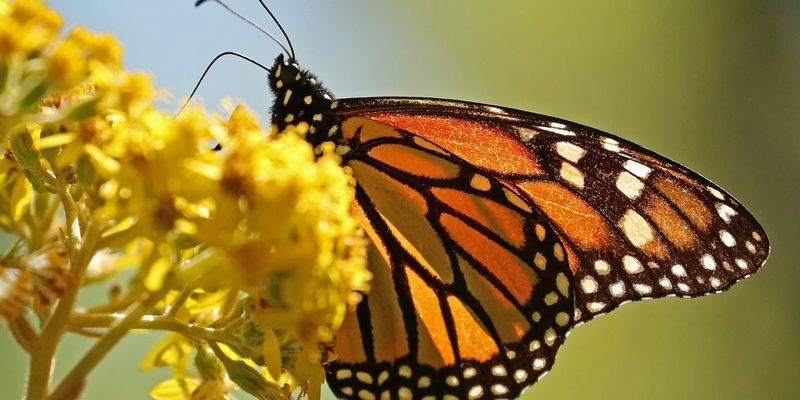 How Do Monarch Butterflies Navigate Their 3,000-Mile Migration?