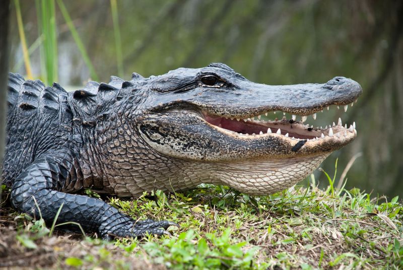 Are Alligators Really Living Dinosaurs?