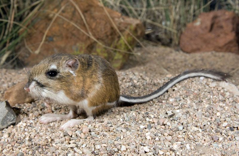 How Do Desert Animals Survive Without Water?