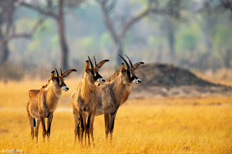 Balanced Ecosystem Management