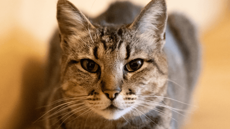 Emotional Expression In Cats