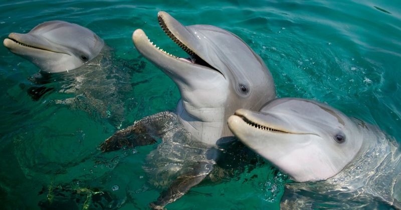 Dolphins Communicate Through Unique Sounds