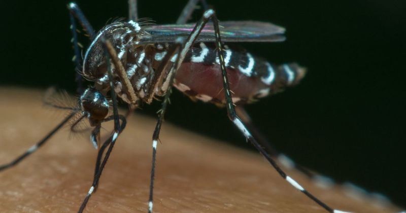 The Controversy Surrounding The Release Of Modified Mosquitoes In Hawaii