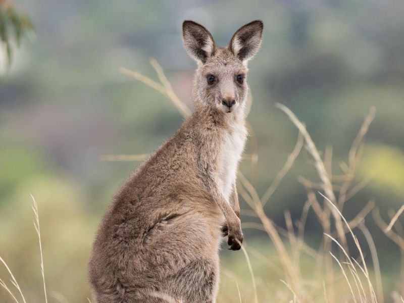 Eastern Gray Kangaroo