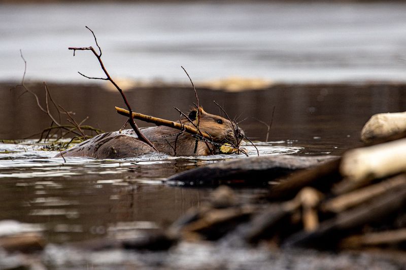 The Case For Rewilding Beavers In The U.S.