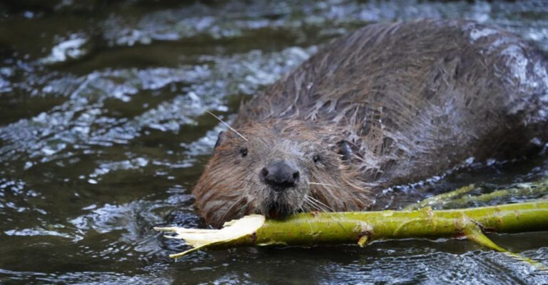 Can Rewilding Beavers Help Reduce Flooding In The U.S.?