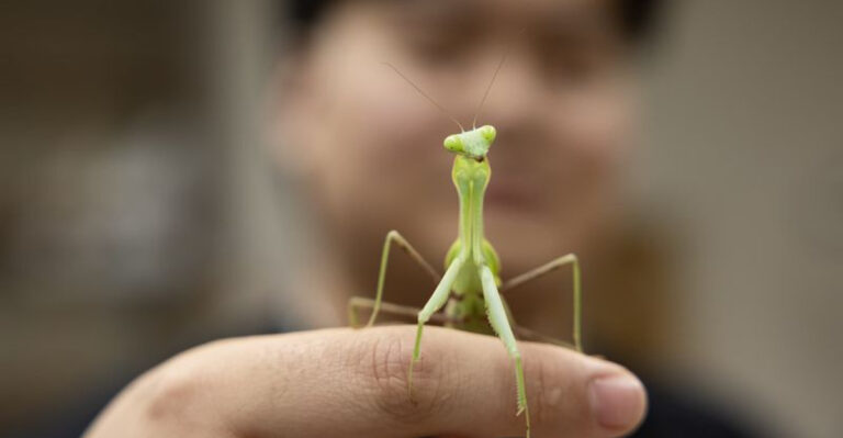 Can We Smell Insects? Exploring The Science Behind The Viral Debate