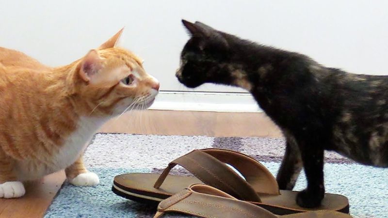 How Will Your Existing Cat React?