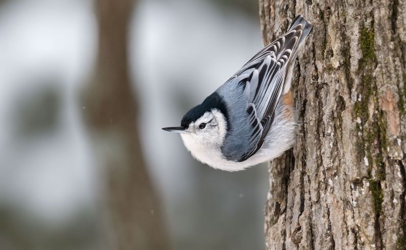 Nuthatch's Upside-Down World