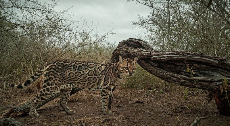 Ocelot: The Jungle Jewel