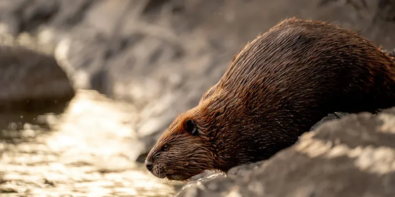 Beavers