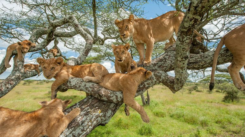 Tanzania's Serengeti Ecosystem
