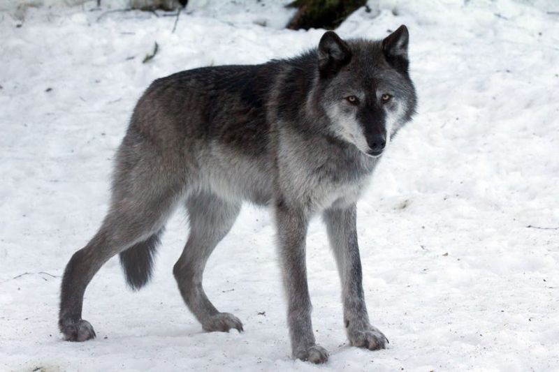 Interior Alaskan Wolf