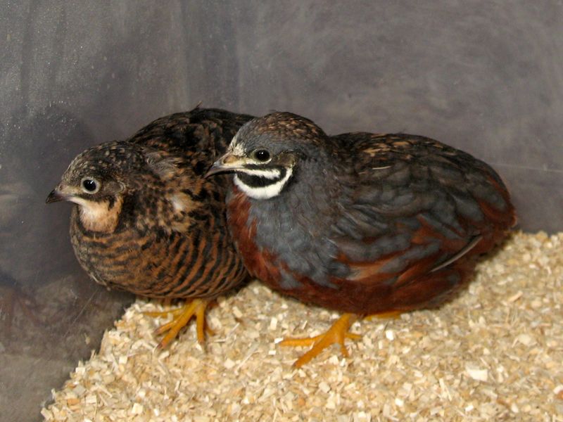 Button Quail Bond In Pairs