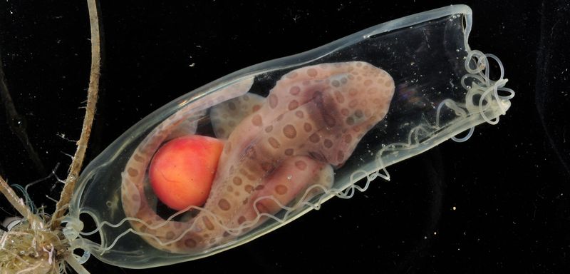 Reproductive Flexibility