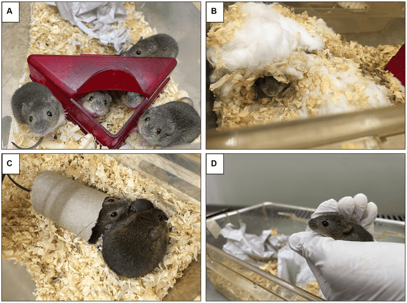 Stress Shortens Rat Lives