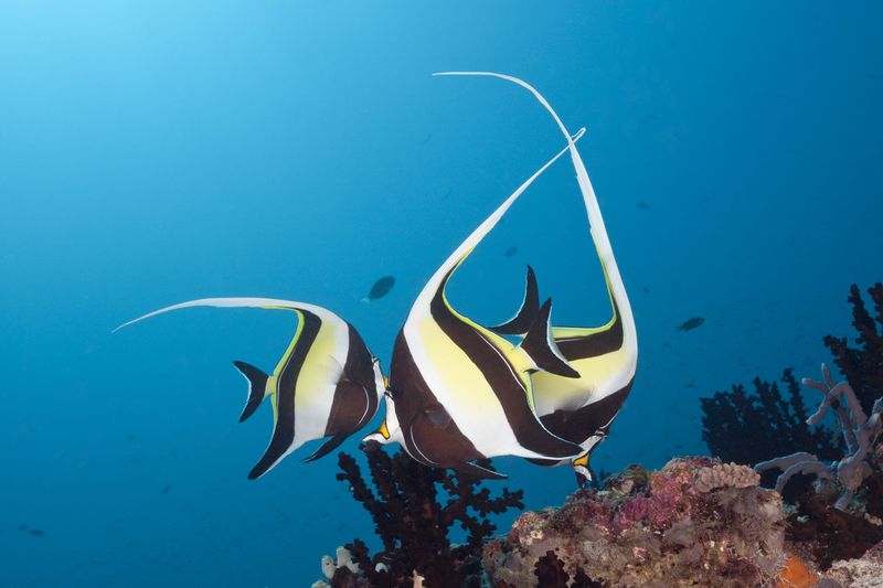 Moorish Idol