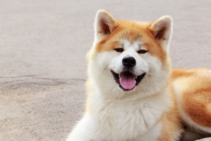 Akitas