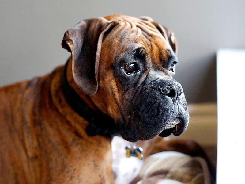 Boxer's Backup Alarm