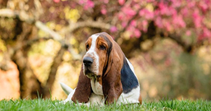 Basset Hound